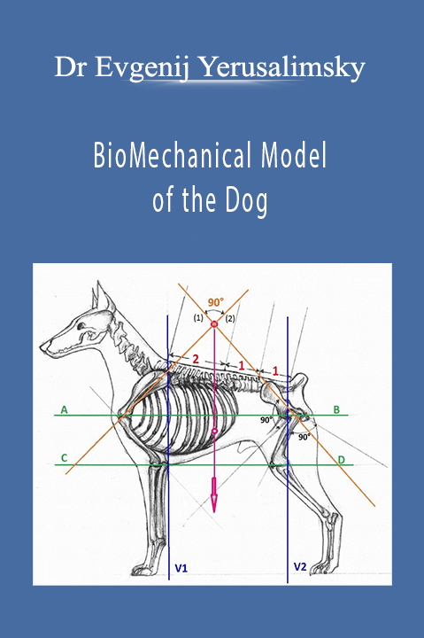 BioMechanical Model of the Dog – Dr Evgenij Yerusalimsky